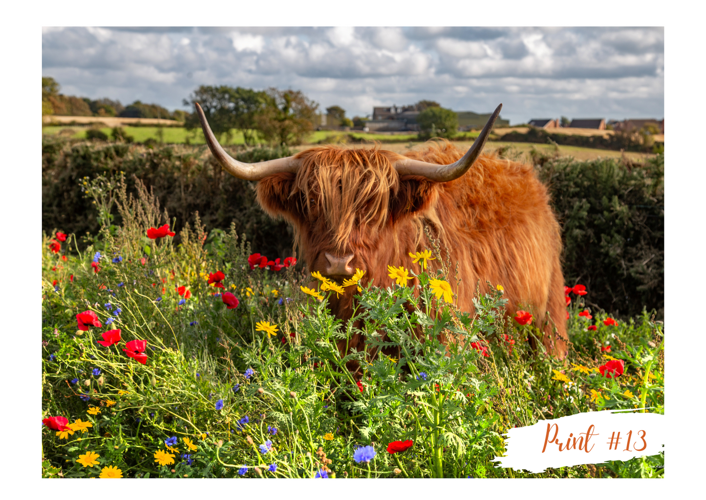 Liane Radcliffe Photography Print #13 - MOUNTED