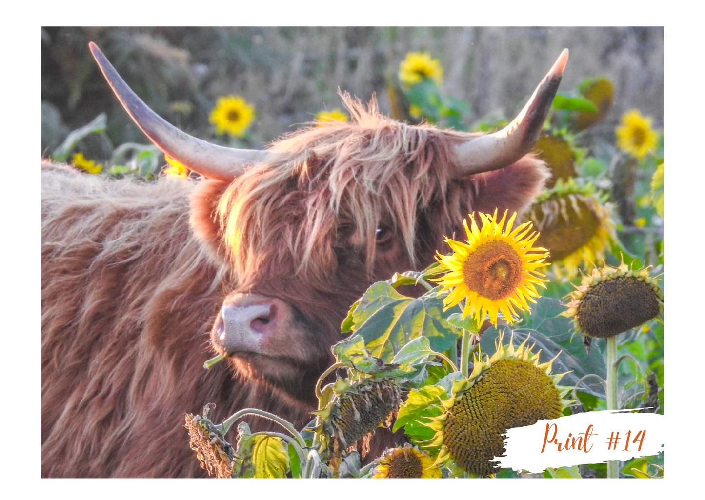 Liane Radcliffe Photography Print #14 - MOUNTED