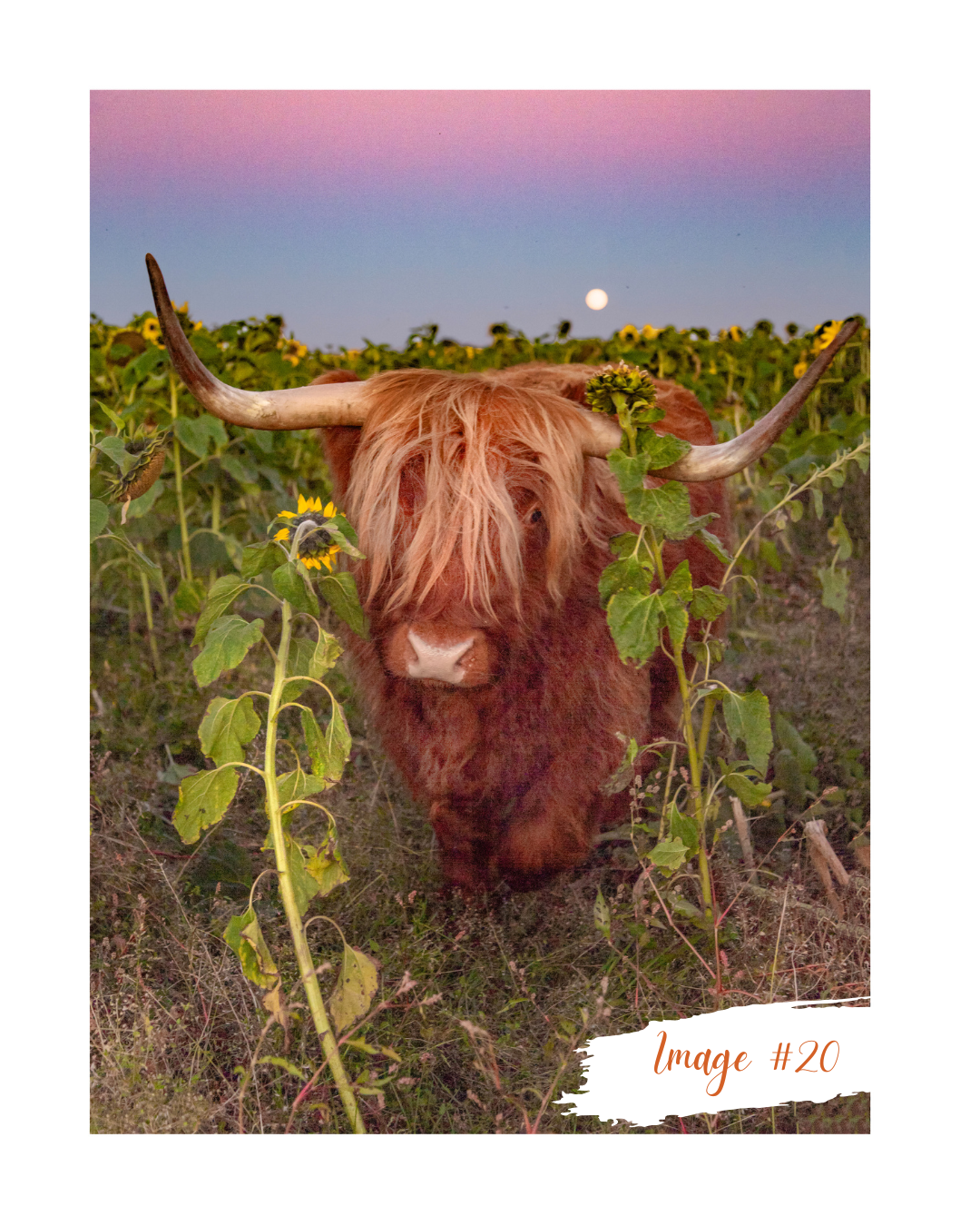 Liane Radcliffe Photography Print #20 - MOUNTED