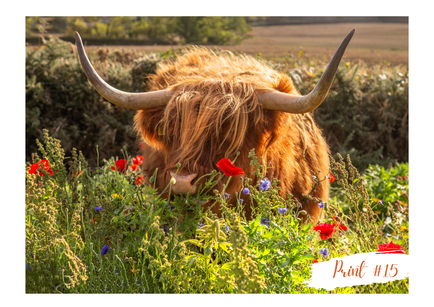 Liane Radcliffe Photography Print #15 - MOUNTED