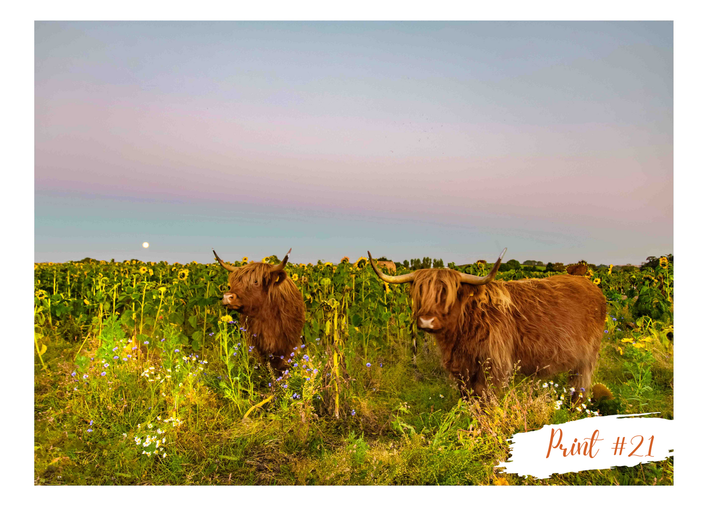 Liane Radcliffe Photography Print #21 MOUNTED