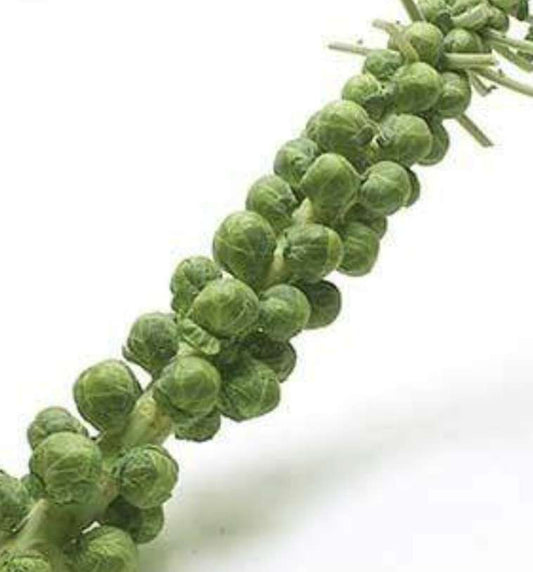 22nd December Christmas Click and Collect Stalk of Sprouts