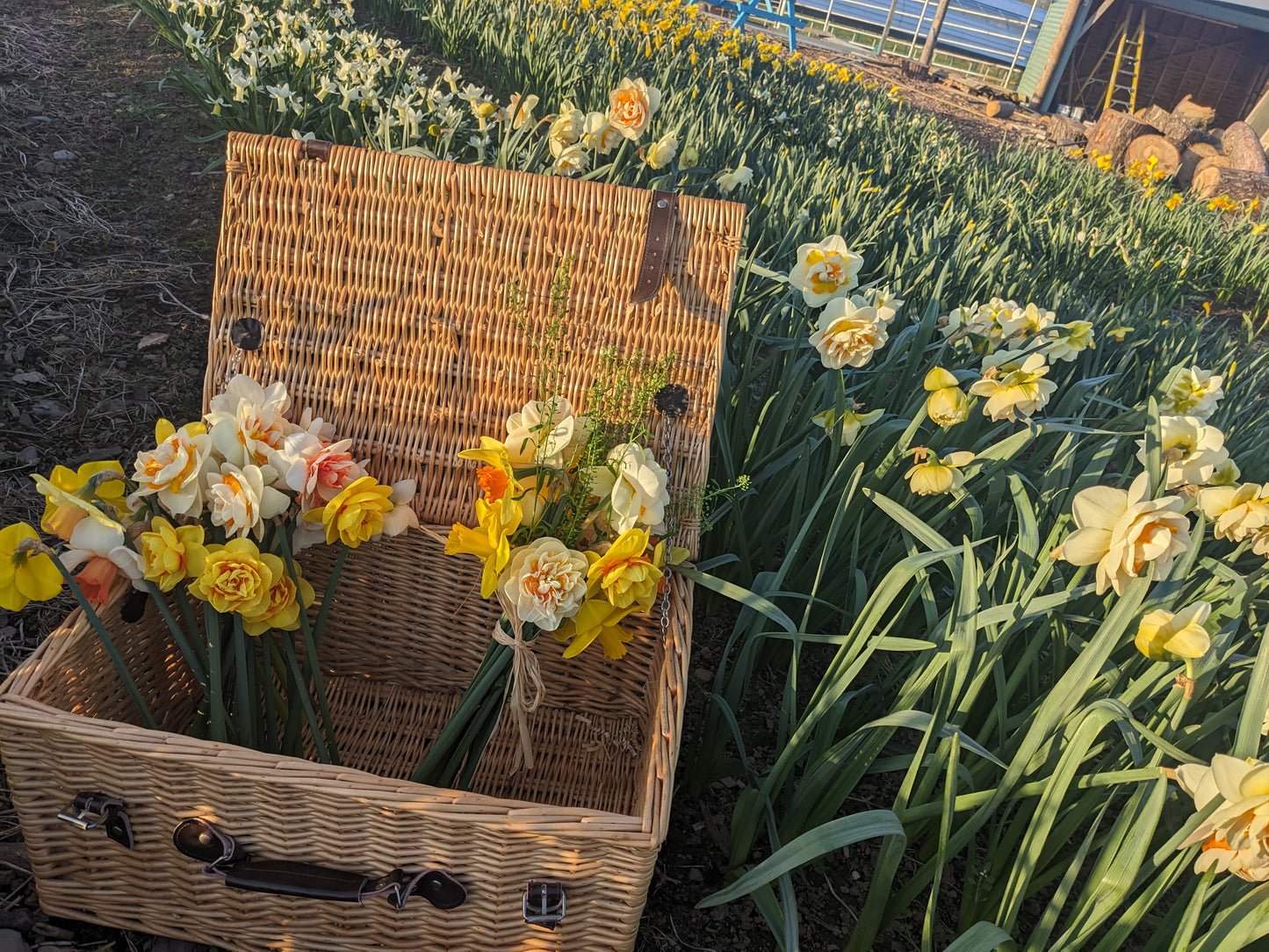 Spring Daffodil Evening