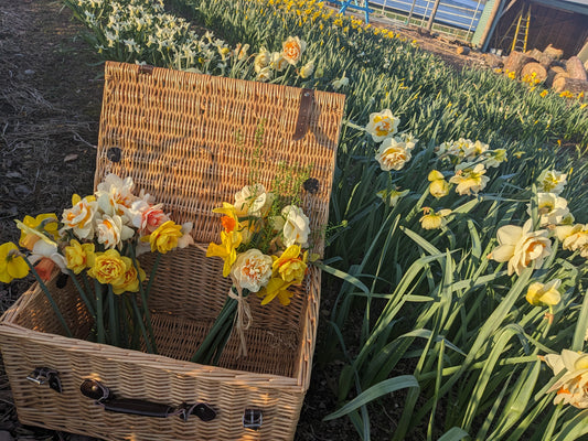 Spring Daffodil Evening