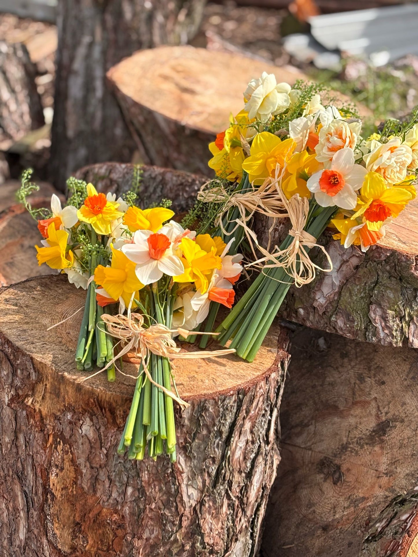 Spring Daffodil Evening